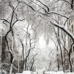 snowy city