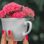 pink manicure