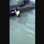 ntoumpai-gataki-perimenei-voitheia-se-plimmirismeni-perioxi-to-sugkinitiko-video